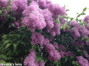 Common lilacs