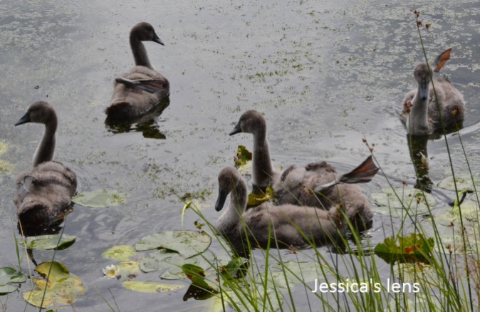 Five out of eight cygnets