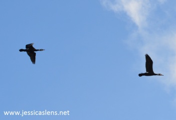 Two cormorants