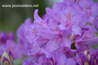 Rhododendron lilac